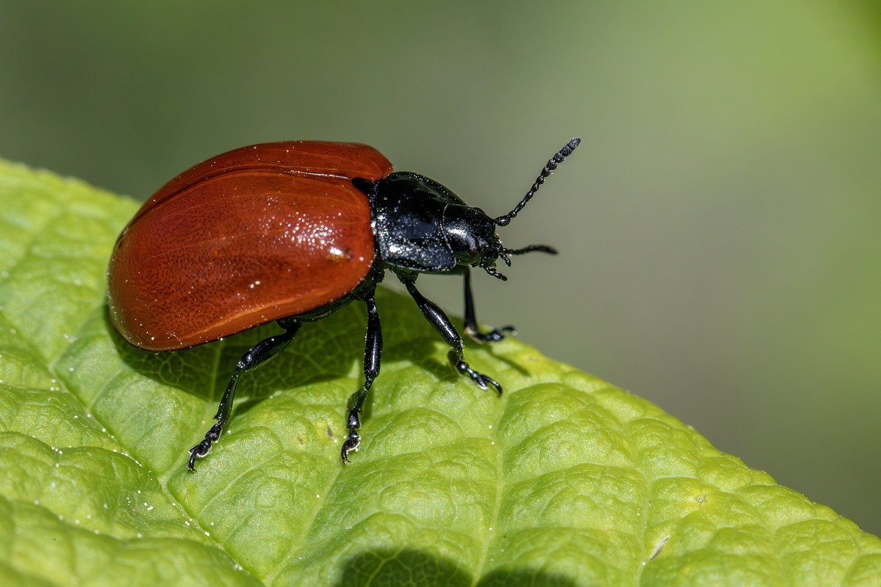 Pest Control in Homes - Health and Safety Implications